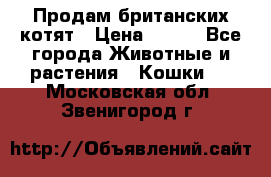 Продам британских котят › Цена ­ 500 - Все города Животные и растения » Кошки   . Московская обл.,Звенигород г.